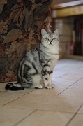 BRITISH SHORTHAIR 055